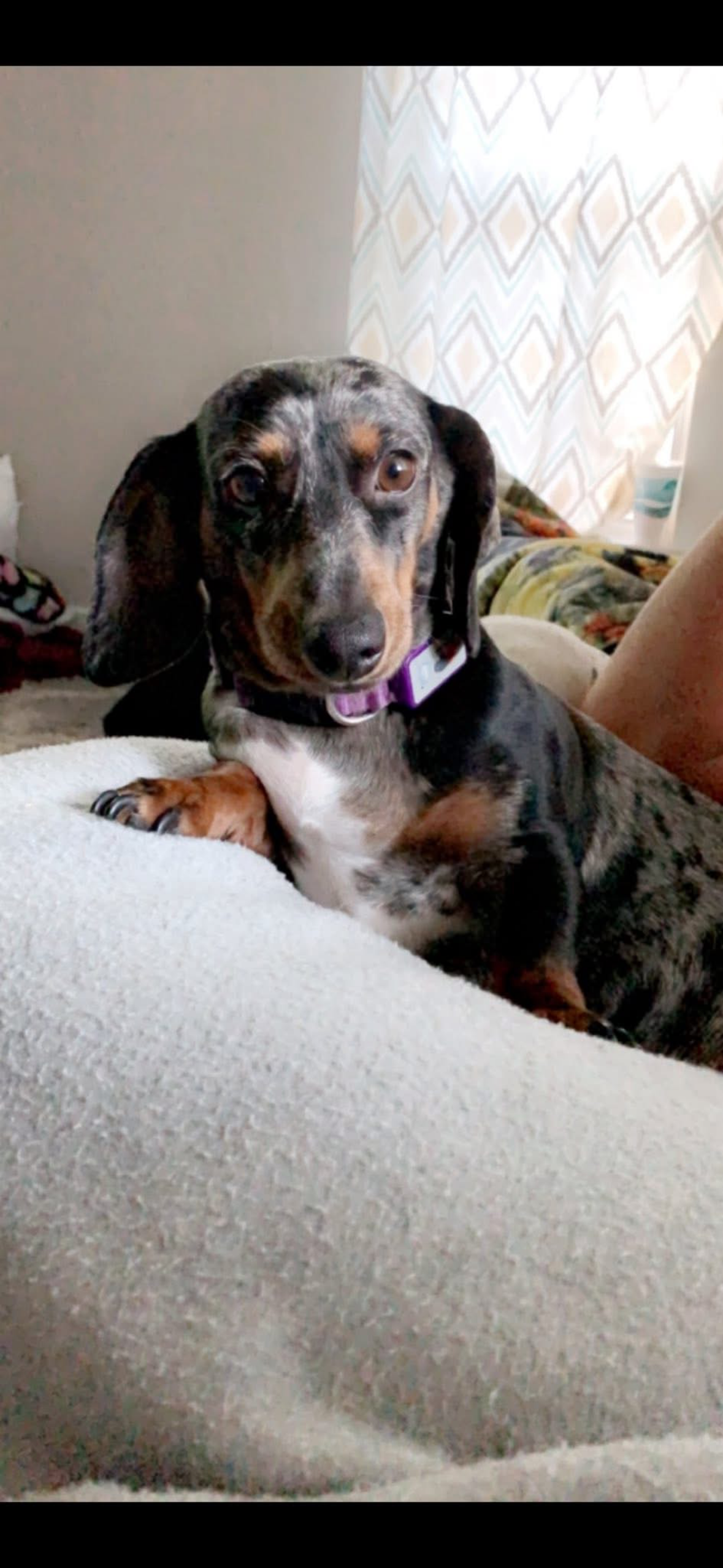 lost dog named Willow